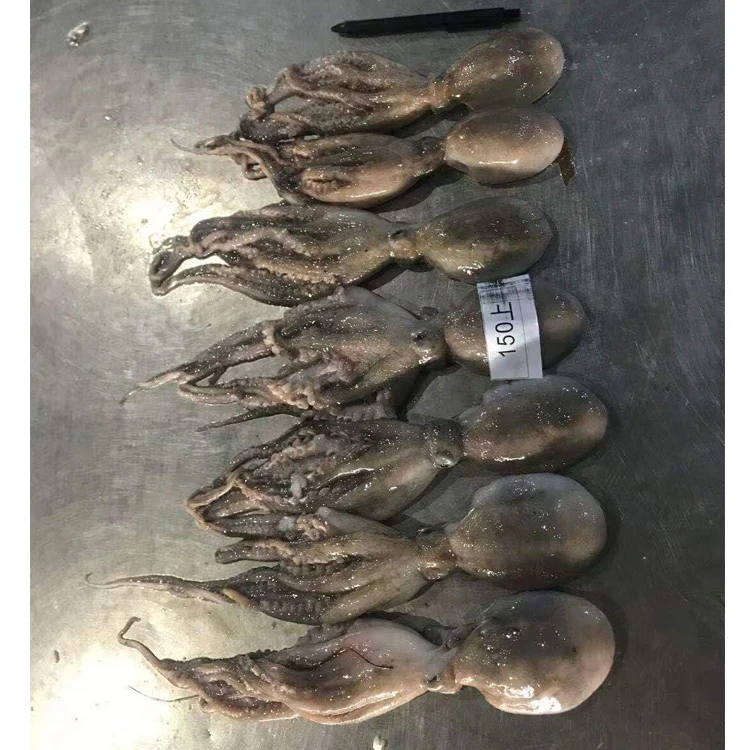 Hot Sale Attractive Price High Quality Big Frozen Octopus
