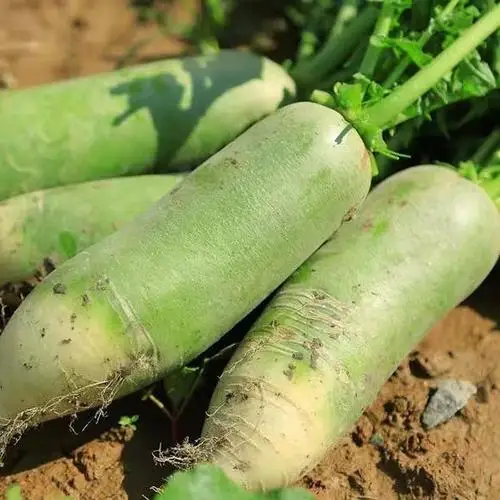 Wholesale new season green radish natural fresh delicious radish factory direct sale