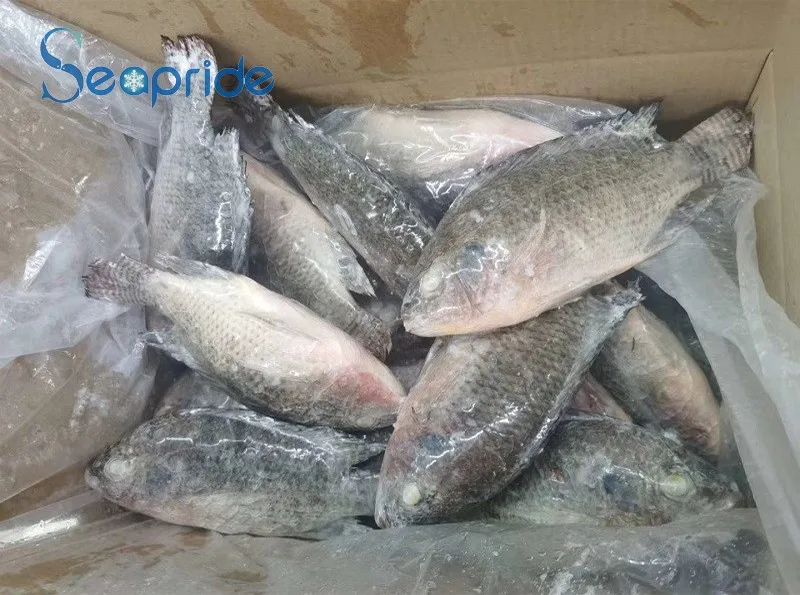 Good Quality Live Farm Frozen Black Tilapia Exporters