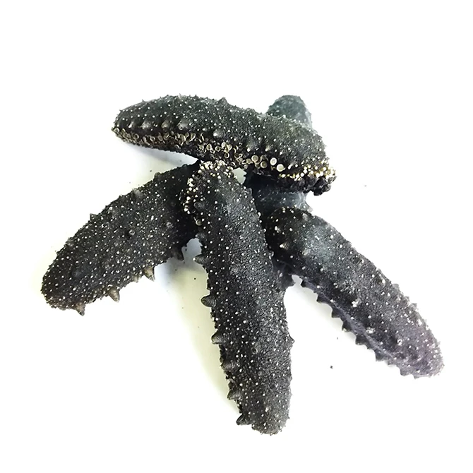 Bulk high quality wholesale price dried sea cucumber from Japan