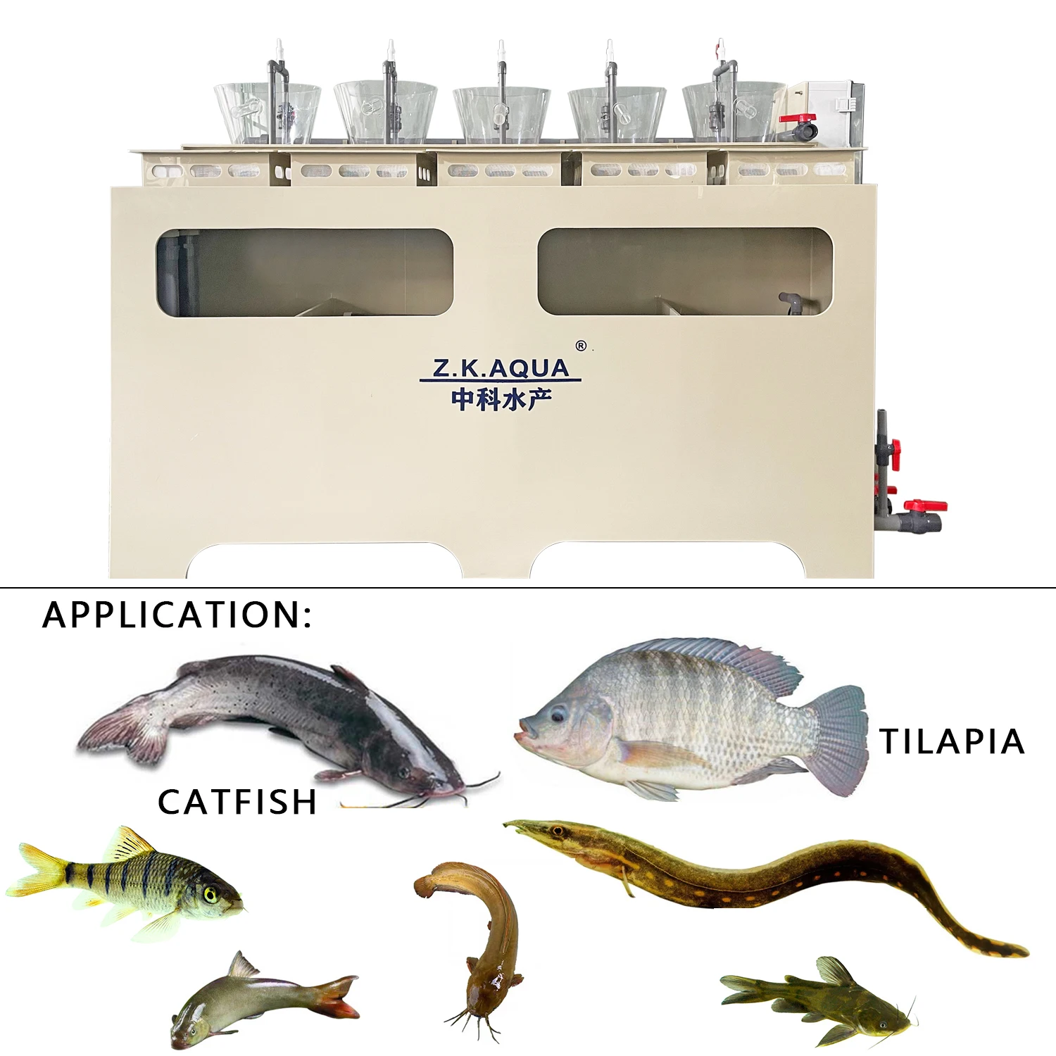 Pisciculture Tilapia and catfish egg incubator with RAS system