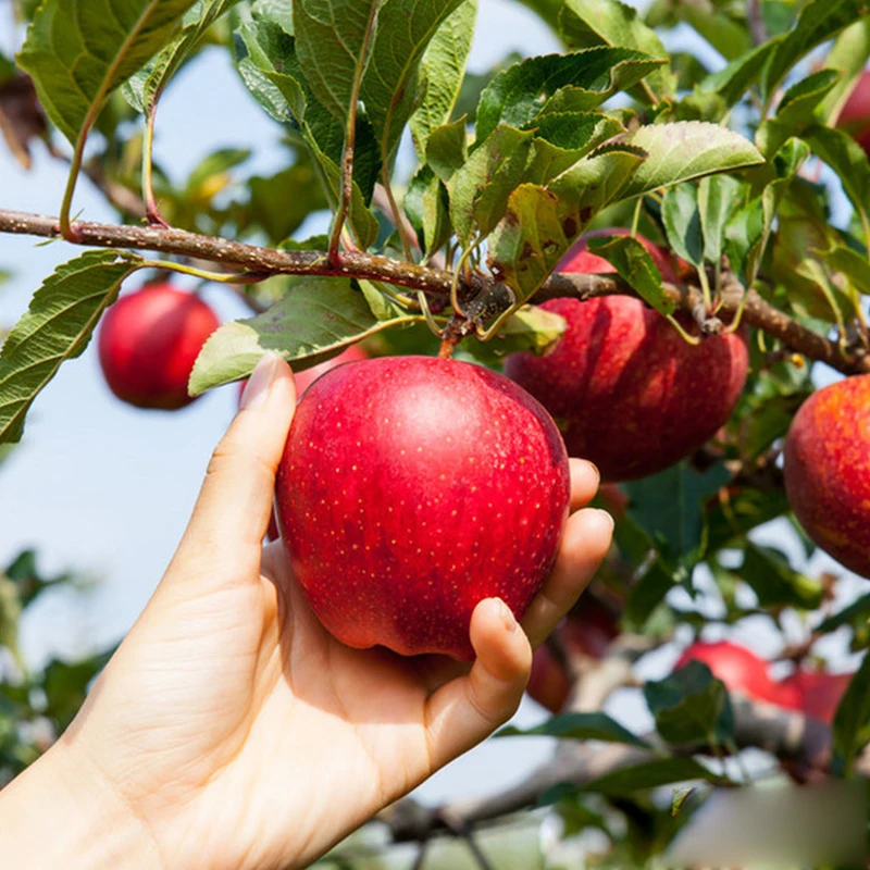 Китайские сладкие свежие яблоки fuji фрукты оптовая цена apple