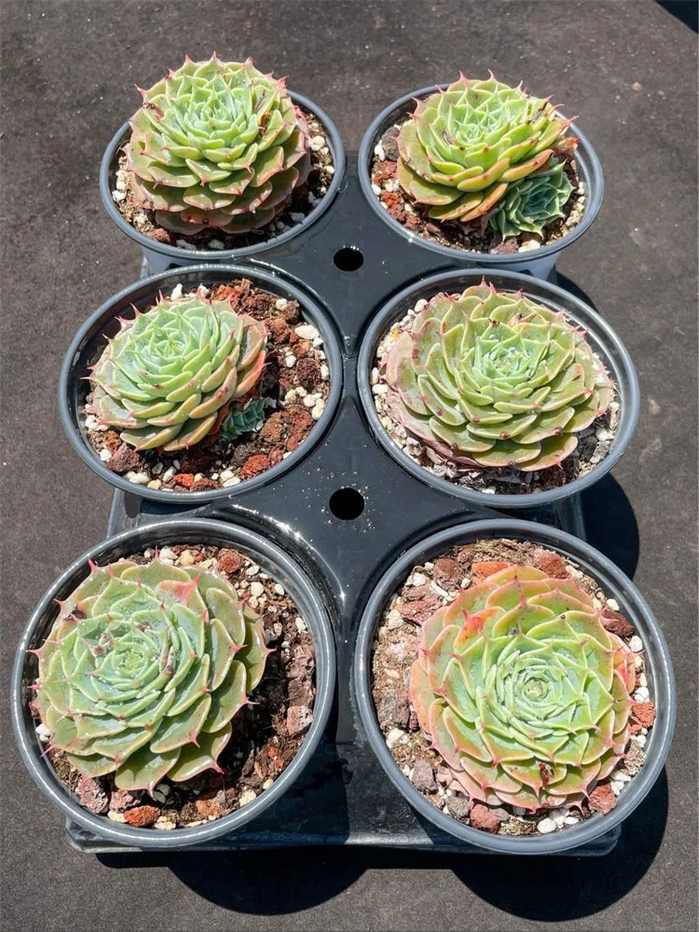 
wm7 Echeveria Sky Rose Natural Succulents Woody Plants indoor plant ornamental plants Flower 