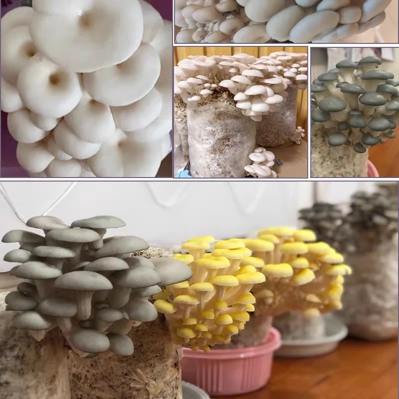 pink/yellow/grey/white color oyster mushroom