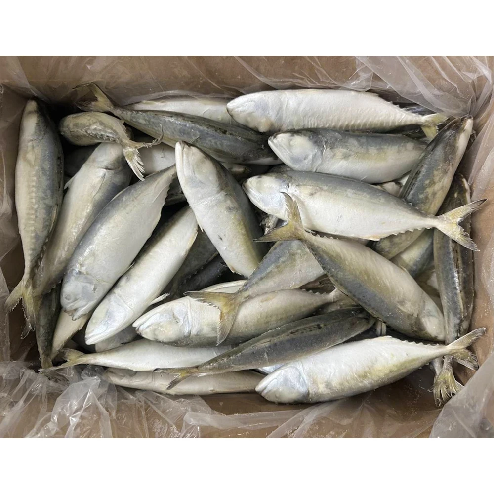 Замороженная индийская скумбрия целая замороженная рыба поставщик рыбы