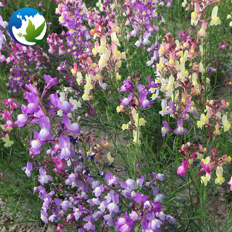 
Perennial Summer Ornamental Flower Seeds Toad Vulgaris Linaria Toadvertisement Flax Toadflax Seeds 