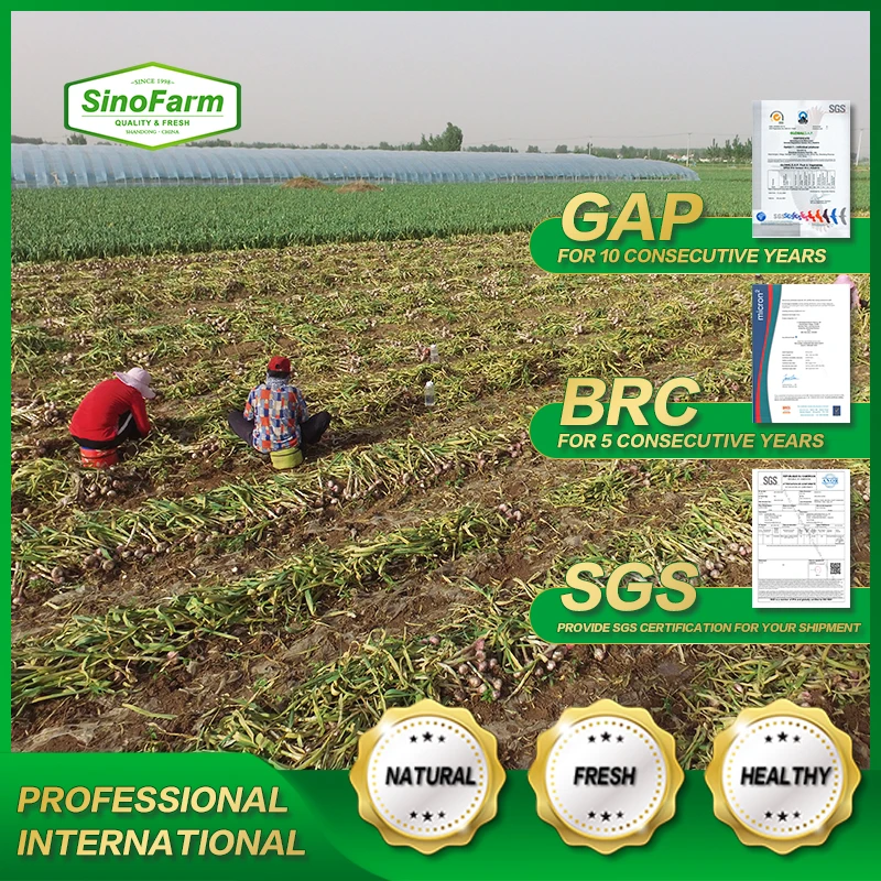 2022 new season Chinese fresh garlic ajo chino in cold storage of a garlic export pure white normal white garlic market price