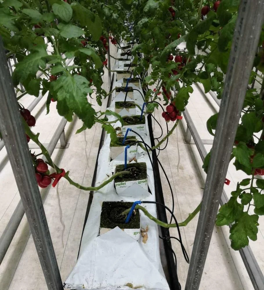 
Good price Commercial Galvanized Steel Frame Glass Greenhouse with Automatic Hydroponic Irrigation Growing System 