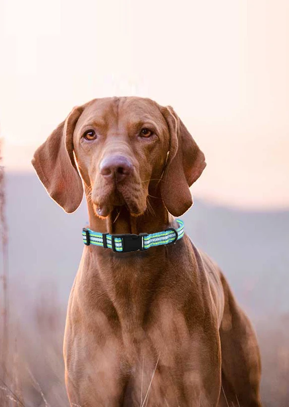  Изготовленный На Заказ нейлоновый пенопластовый ошейник для собак от производителя товаров домашних животных