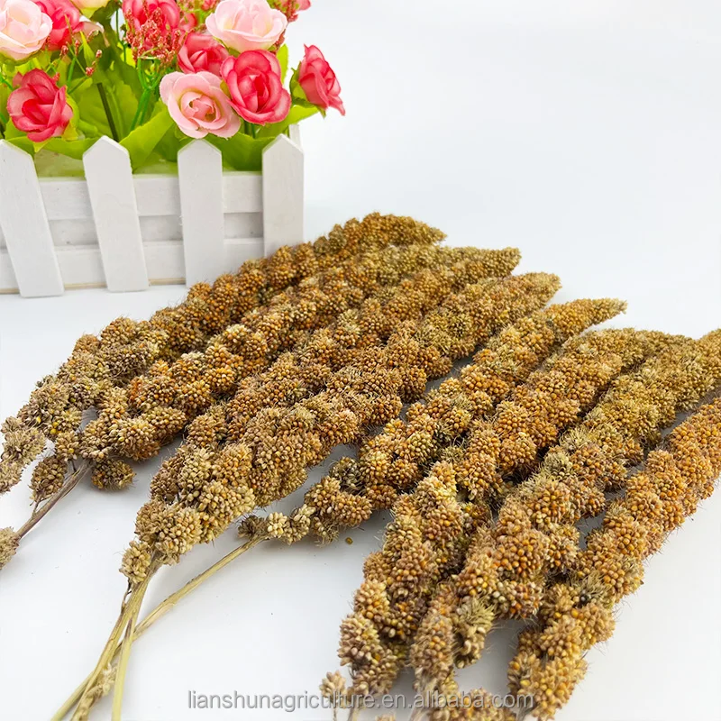 Carton Boxes Yellow Millet Spray For Bird Feeding