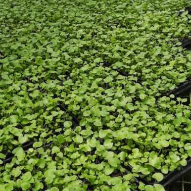 Культура тканей растений водяная Лилия