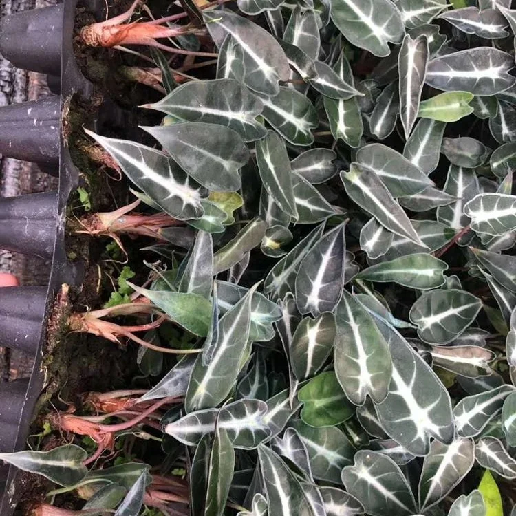 Культура тканей растений рассады саженцев завода Авалокитешвара