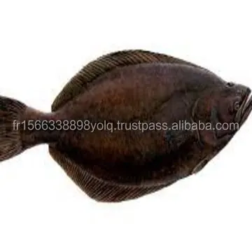 Buy Frozen Greenland Halibut Fish And Head for sale