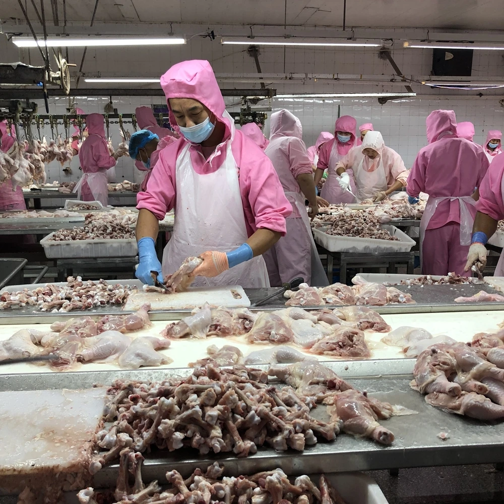 2000 BPH Halal Chicken Slaughtering Line /poultry processing plant machinery