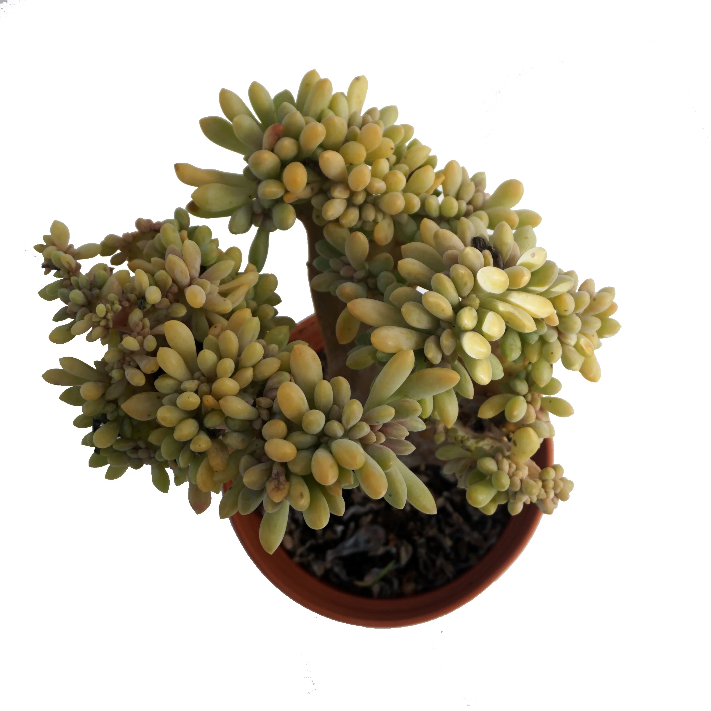 suculentas natural plant ingredients crassula echeveria variegated succulent plant