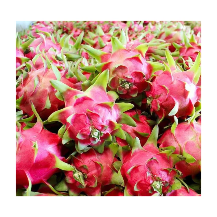 Good Price Premium Fresh Dragon Fruit Green Vina Fresh Organic Natural Sweet Vietnam Manufacturer