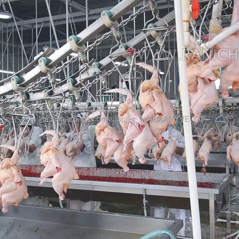 1000Bph Chicken Slaught Slaughterhouse Equipment in Saudi Arabia