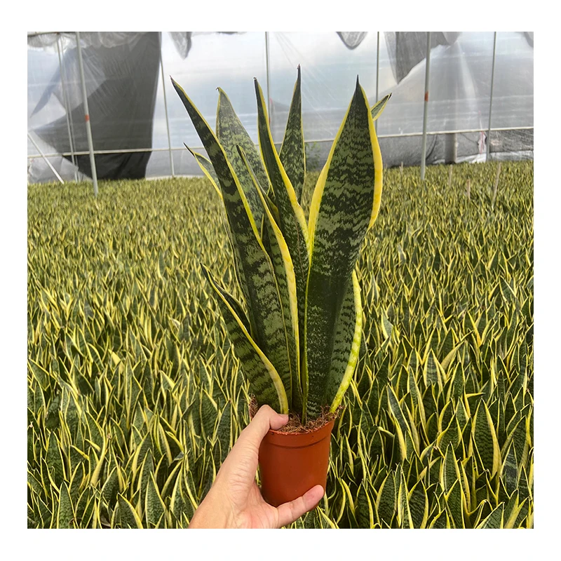 
Attractive price new type green plant air purifier house plant gardening sansevieria superba 