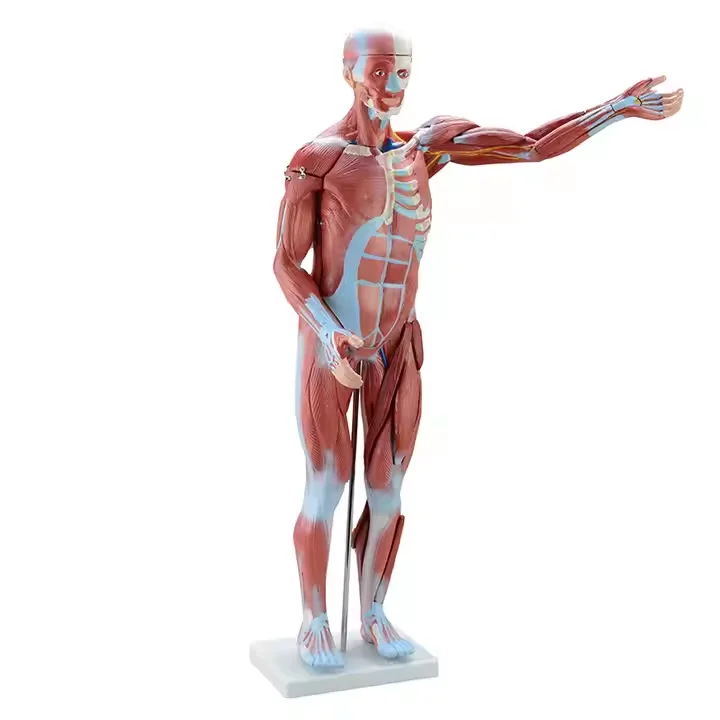 Human whole body muscle model 80cm with internal organs 27 parts