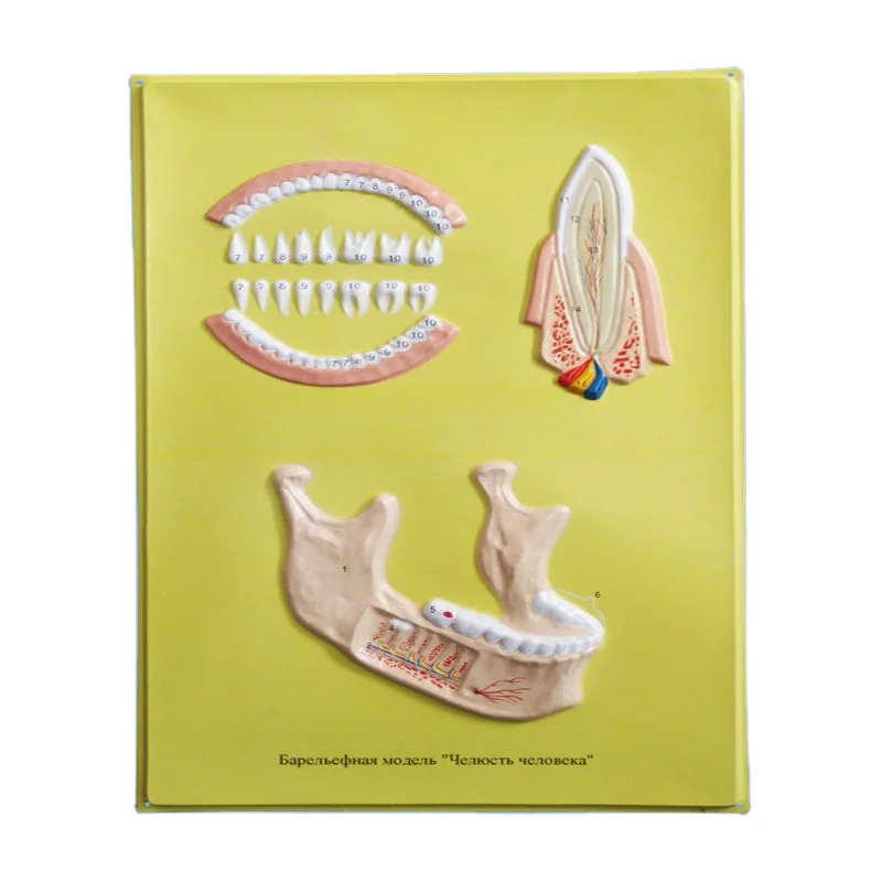 Biology Teaching Aids Anatomical Bas Relief Model of Jawbone (60684569163)