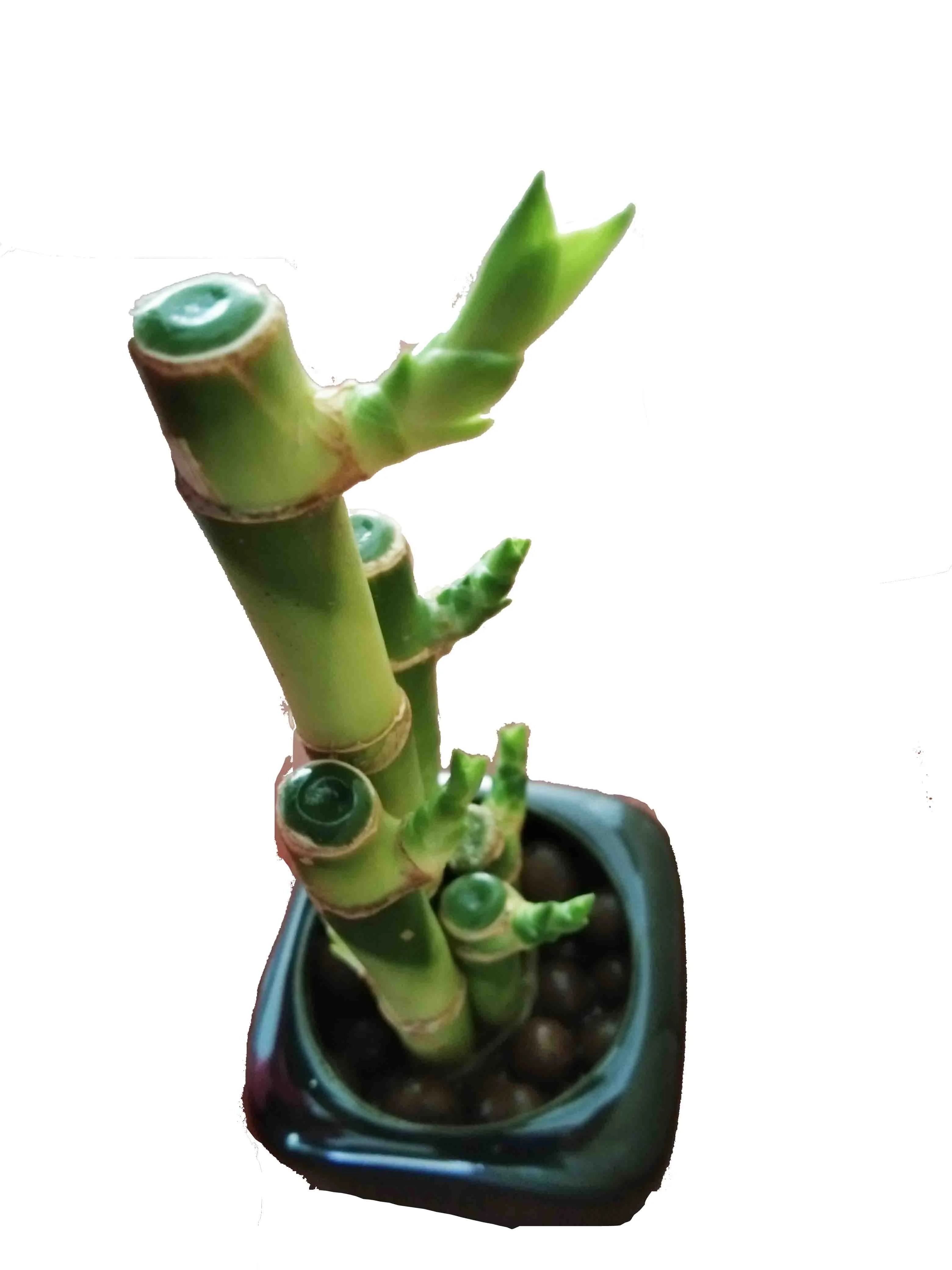 Green lucky bamboo plant 5 in 1 ornamental plantswith good quality Zhanjiang