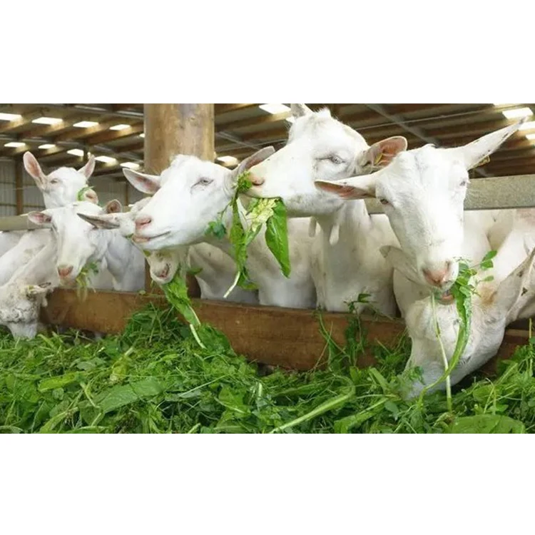 Premium Hay For Cattle Feeding Naimi Najdi Sheep Animal Feed Cattle Sheep Dairy Cow Goat Supplement Premix Feed