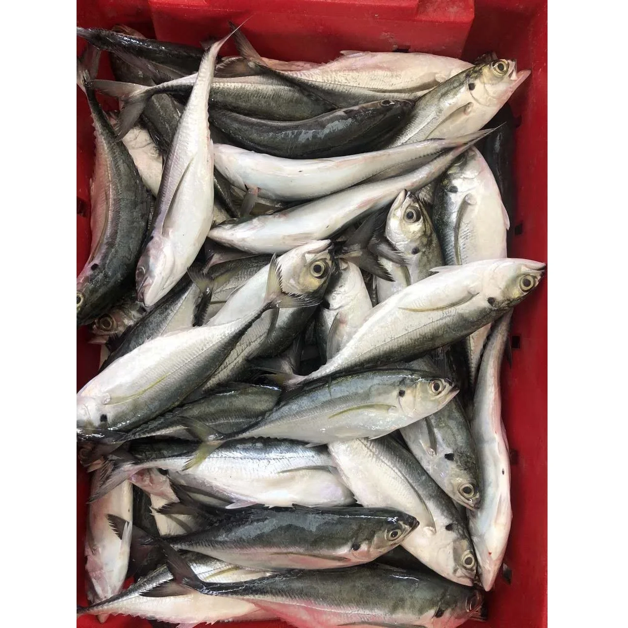 WHOLE BODY Box NATURE IQF BLOCK Megalaspis Cordyla Horse Mackerel From Viet Nam