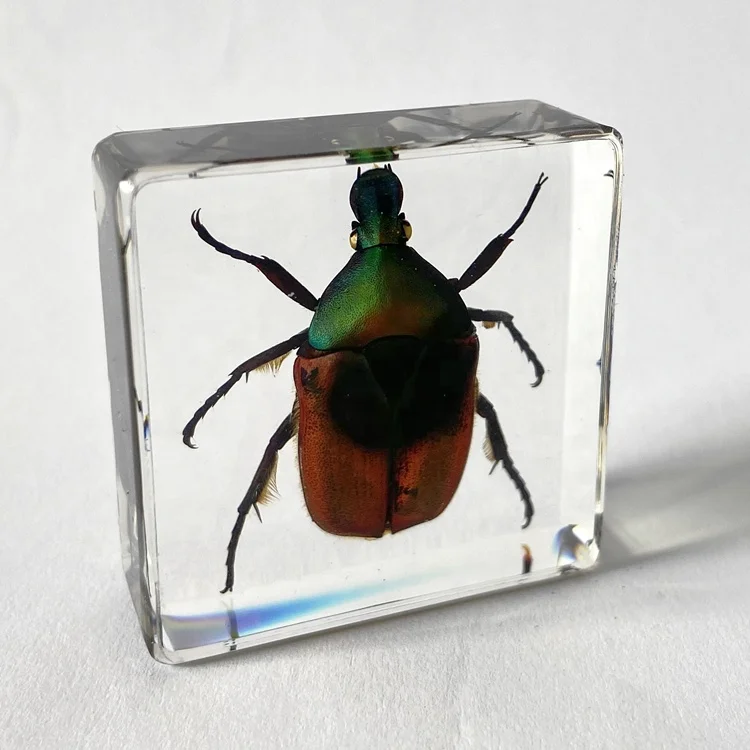Insect Taxidermy High Transparent Resin Teaching Model Chafer Beetle Plastomount for Student