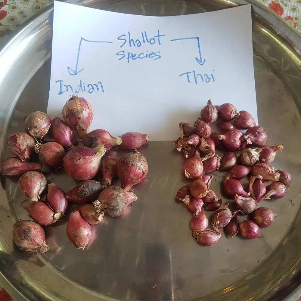 
AD Organic Export chinese thai indian Red onion fresh red shallot with best prices ads Agriculture Thai farm High Quality 