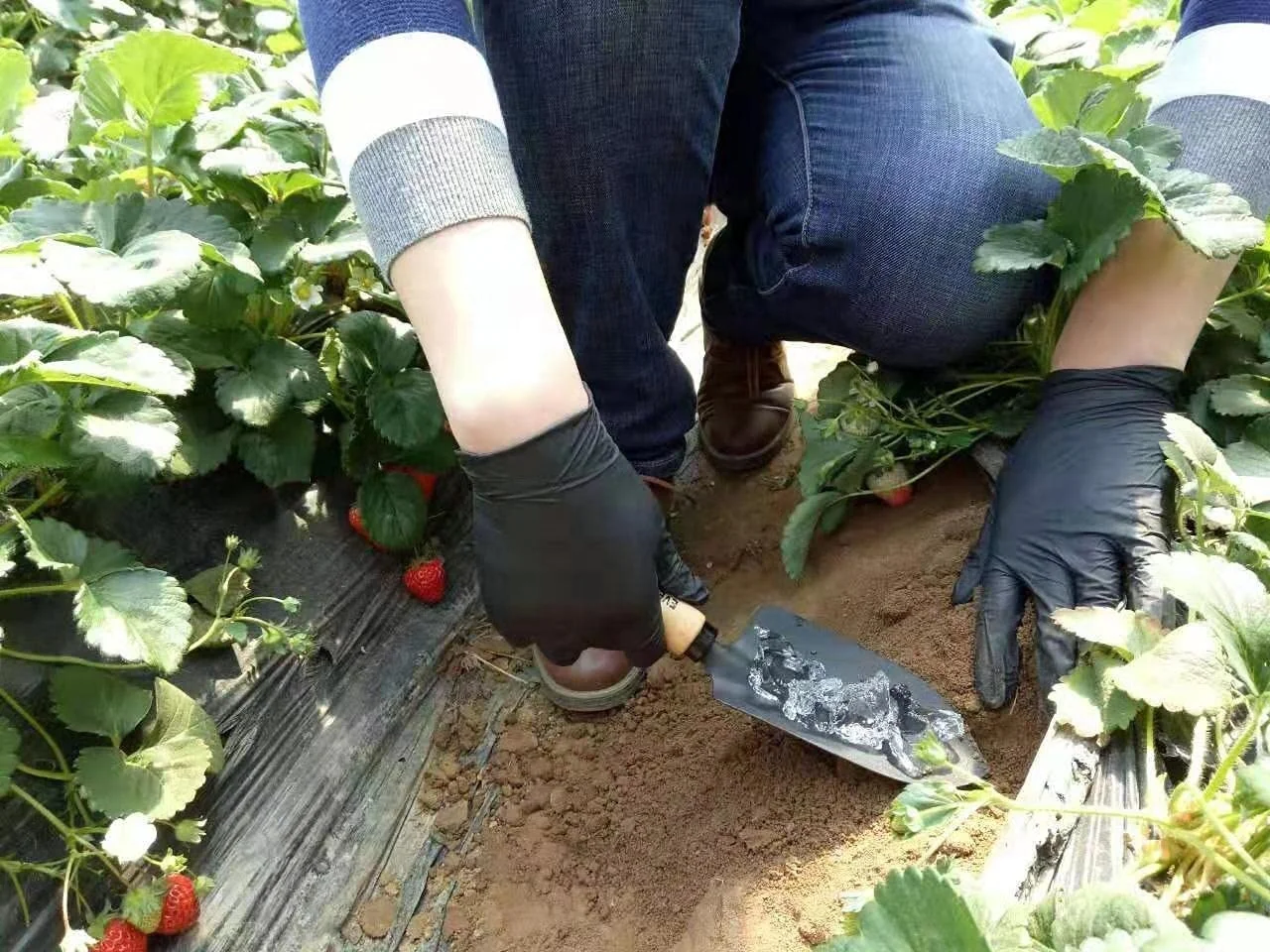 Seed Coated SAP Superabsorbent Polymers Super Absorbent Polymer Cross-linked Polyacrylate Copolymer Synthetic Resin and Plastics