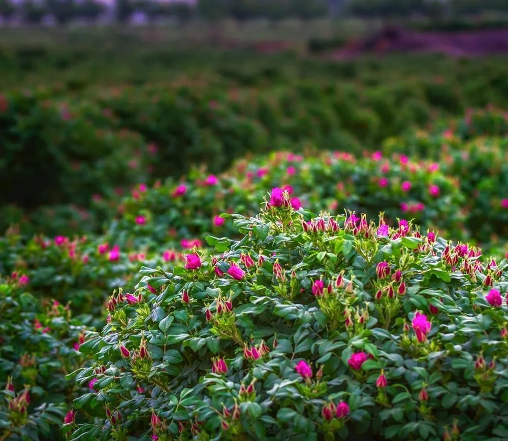 Pure Rose Oil Essential Skin Beauty Aroma Massage Oil 3ml 5ml/Organic rose essential oil