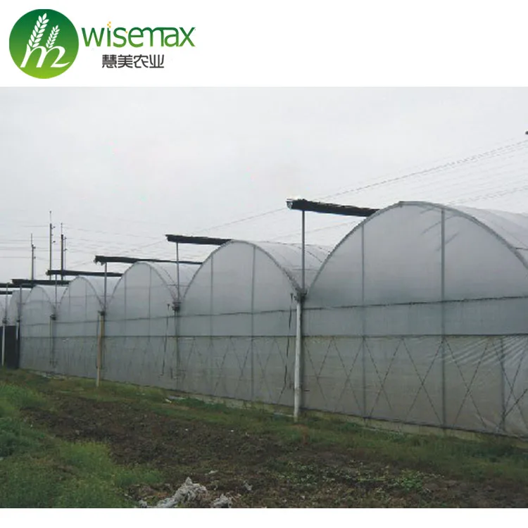 Multispan galvanized steel frame polytunnel low cost greenhouse for vegetable