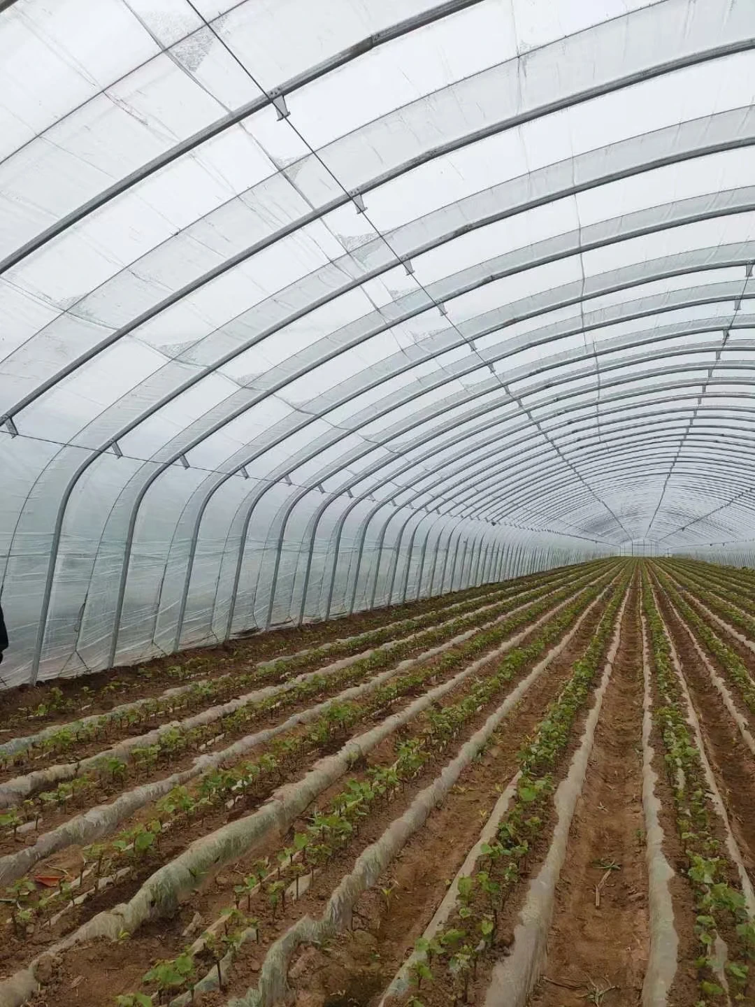 Tunnel Plastic /Flower Agricultural Single Span Plastic Tunnel Greenhouse/PE Flim Greenhouse For Vegetables