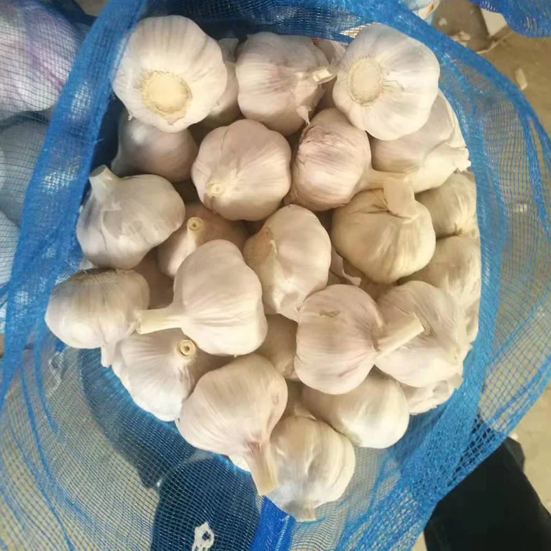 Fresh Garlic Pure Whitenormal White Cheap Price 50 Cm Up Garlic
