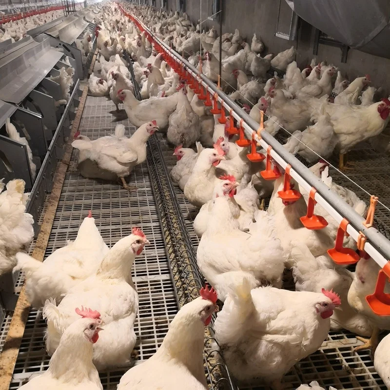Automatic Breeding Female Chicken Feeder poultry Farming System Chain Feeding Line Hens Broiler Breeder House Equipment