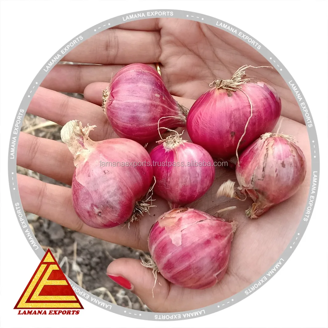 Новый Урожай из шалота для экспорта, Малайзия, Сингапур