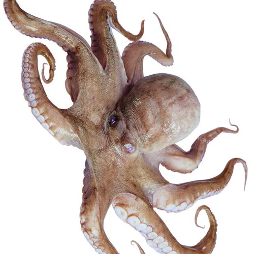 Wholesale Seafood Products Big Size Frozen Octopus