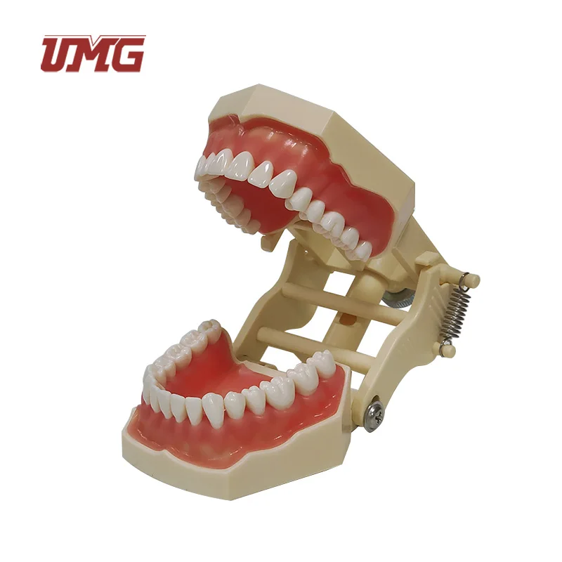Dental Teaching Supply Cosmetic Dentistry Large Teeth Model