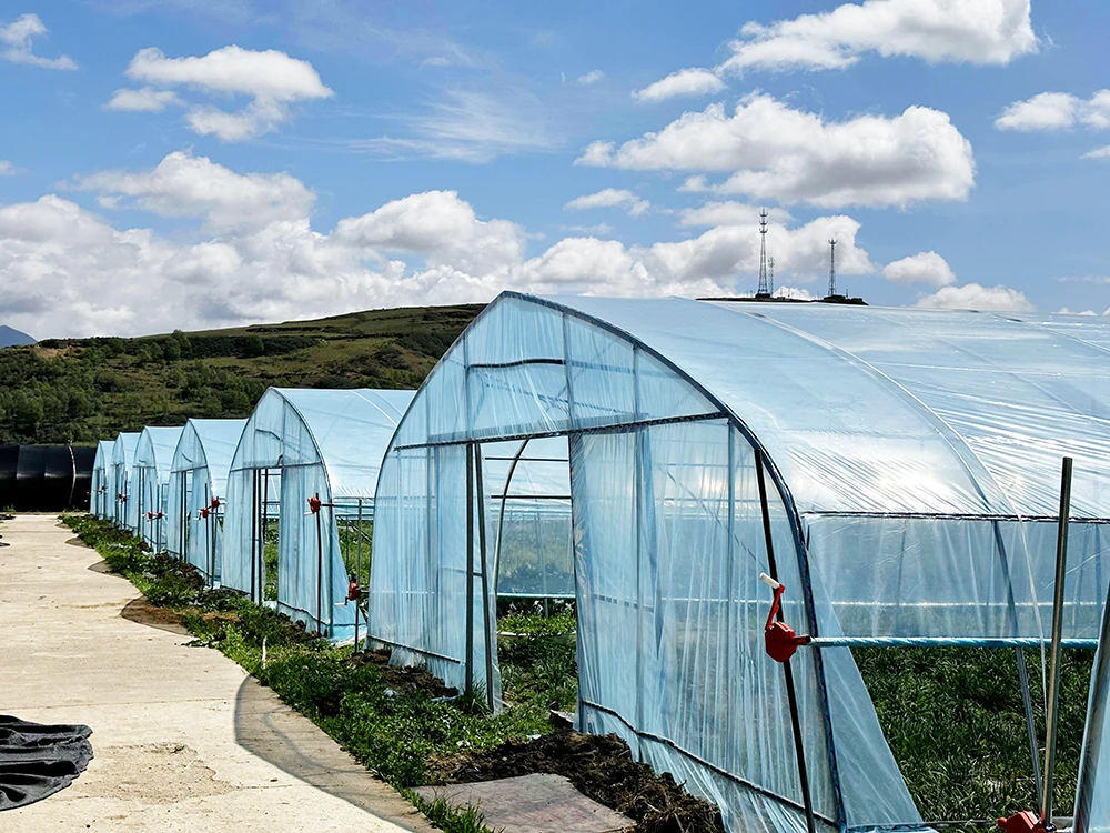 Baolida Plastic Film Green House Metal Hotehosue Frame Tunnel With Plastic Covering