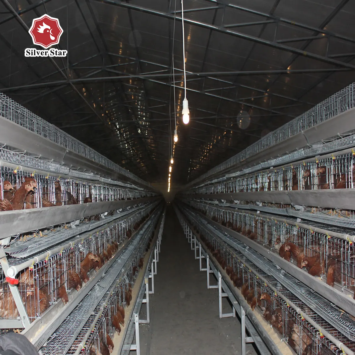 Silver star chicken egg layer cages with full accessory for poultry shed