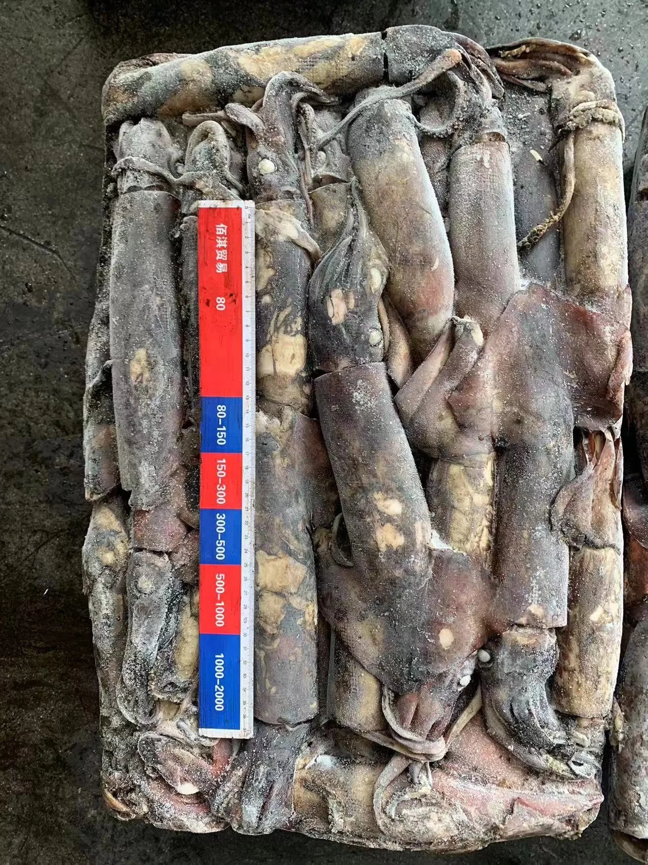 Offer Popular Size Seafrozen Calamari  Woven bag Packing 300-500g Frozen Indian Ocean Squid