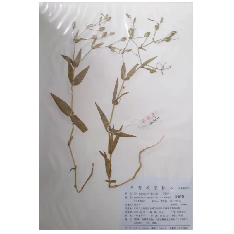 embedded specimens of transparent plants,biology class teaching plant specimen,resin ornaments for plant specimens