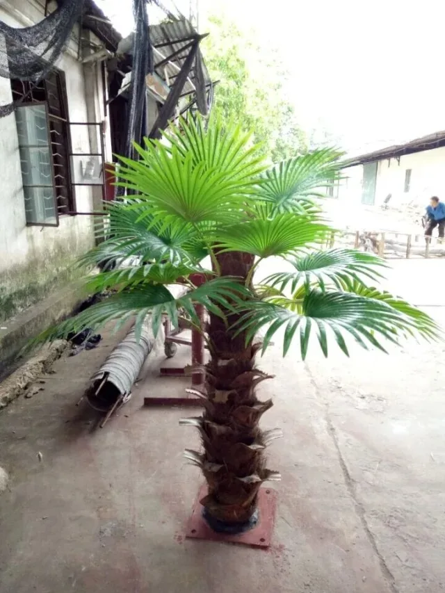 China Supplier Wholesale Tropical Plants Sago Palm Cycas Artificial Bonsai Tree For  for Home Decoration