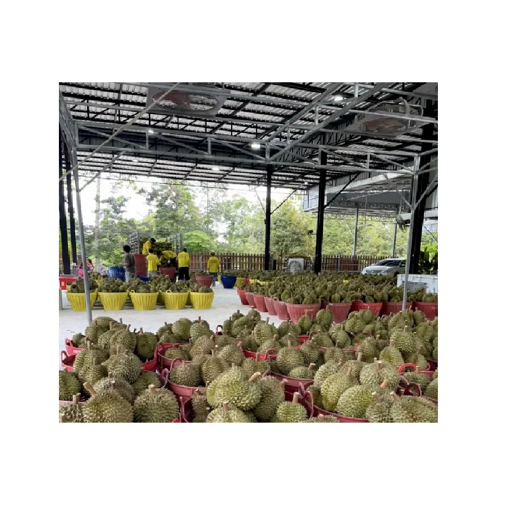 The Best & Premium Quality 100% Fresh Durian Ice Cream Sticks