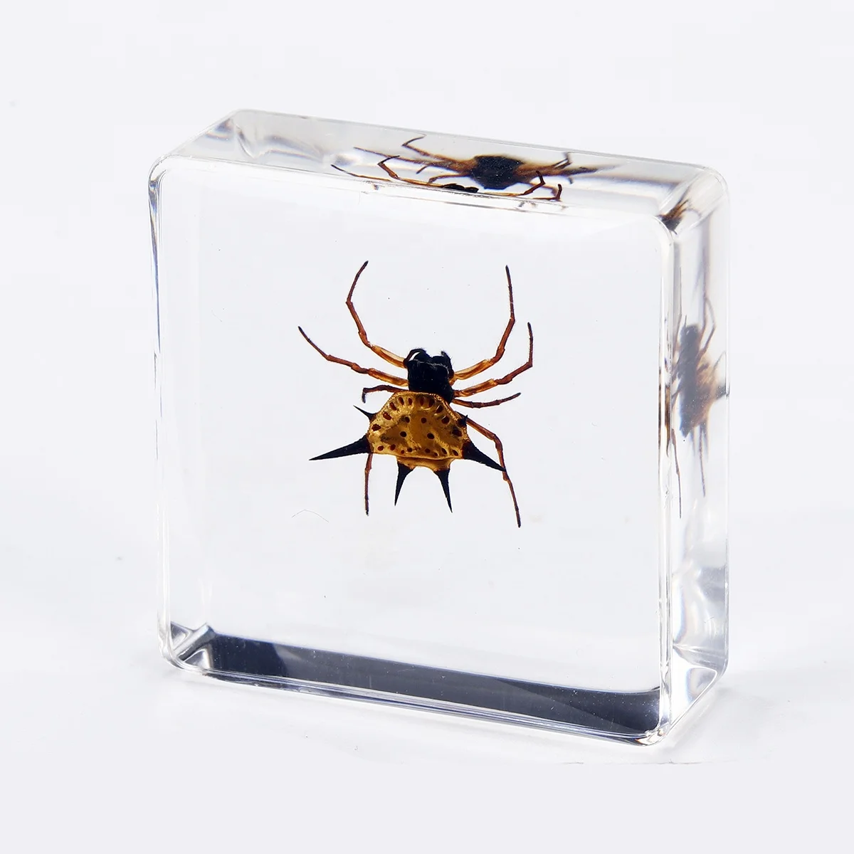 Education Toys Real Bugs in Resin Discovery Kits for kids collection sets resin insect paperweights bugs in resin Early Toys