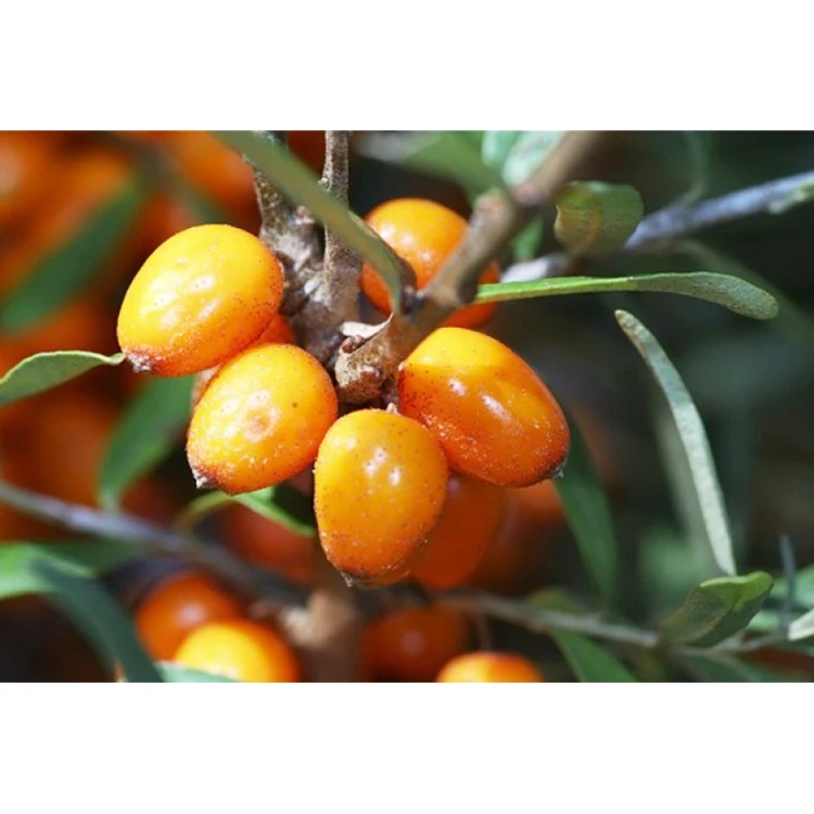 100% Organic Sea buckthorn Fruit Natural Seabuckthorn Seed Sea Buckthorn Fruit Pure Pulp Berry For Extract Juice Powder