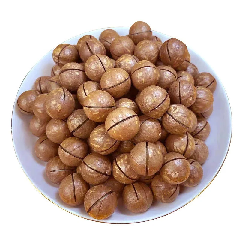 Top Grade Roasted macadamia 100% Natural export macadamia kernels OEM package and flavor