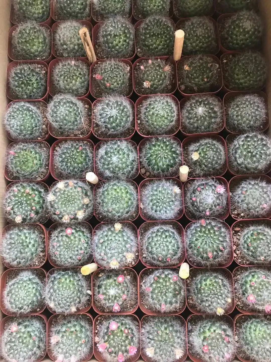 Cheap price gardening  Plants Mammillaria bocasana Kockport decorative Cactus plants for sale