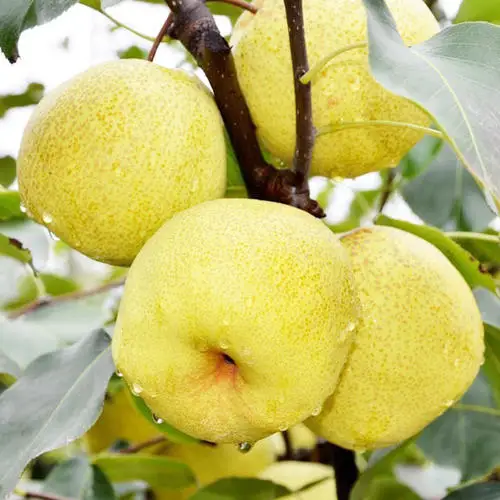 Liyuan exports a large number of fresh tribute pears, high quality and low price
