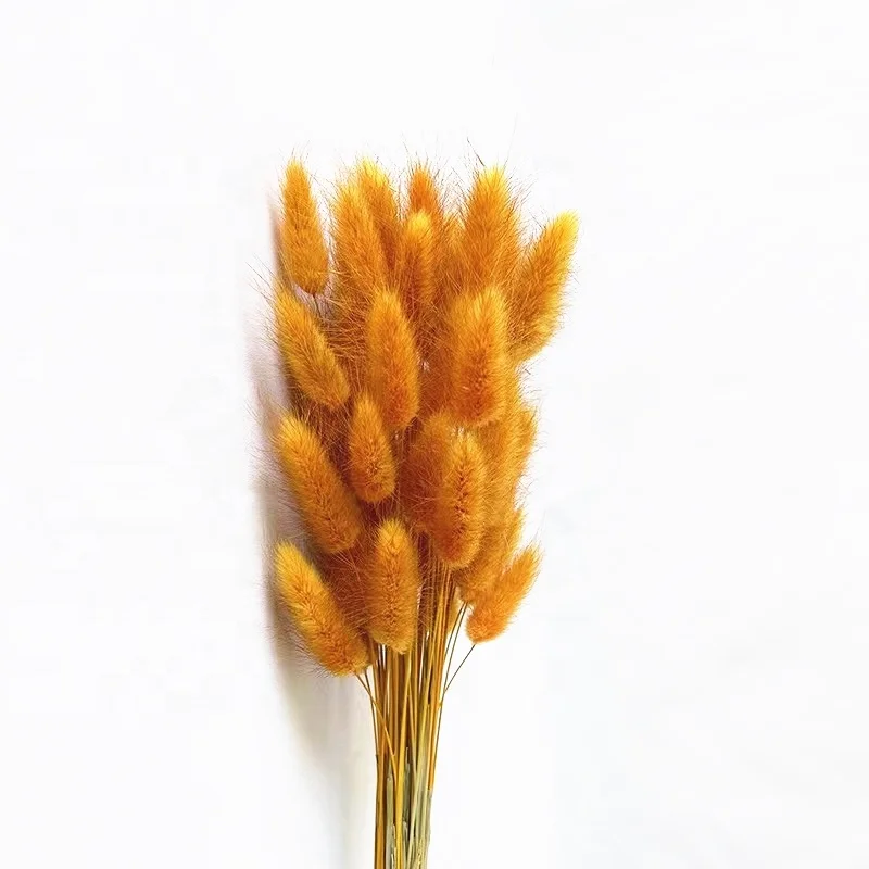 Wholesale dried flowers bunny tail grass dried flowers wholesale dried flowers for resin